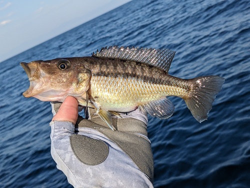 Tyrannochromis macrostoma