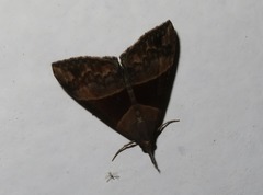 Hypena variabilis