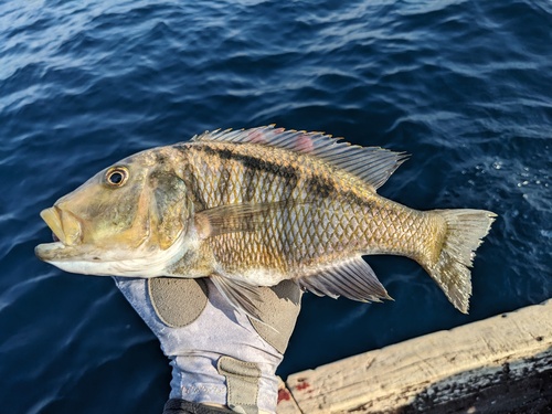 Buccochromis heterotaenia