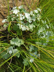 Cineraria austrotransvaalensis
