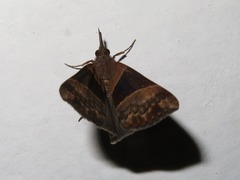 Hypena variabilis
