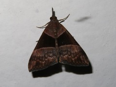 Hypena variabilis