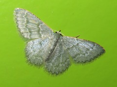 Chloropteryx languescens