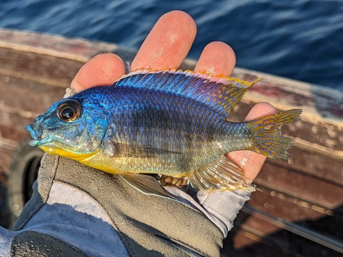 Heterodon-malawicichlide (Otopharynx heterodon) — Cichlidae