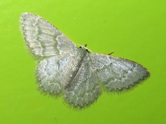 Chloropteryx languescens