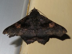 Euclystis manto