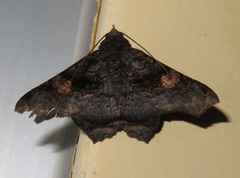 Euclystis manto