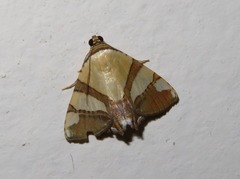 Eulepidotis juliata