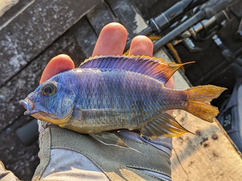 Haplochromis royal blue (Otopharynx heterodon) — Cichlidae — 3
