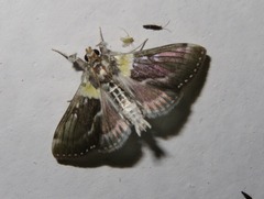 Apilocrocis novateutonialis