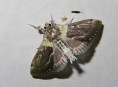 Apilocrocis novateutonialis