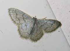 Chloropteryx languescens