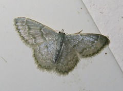 Chloropteryx languescens