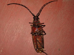 Hamaticherus bellator