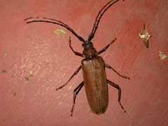 Hamaticherus bellator