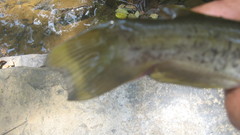 Ameiurus platycephalus