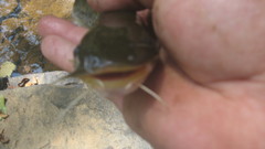 Ameiurus platycephalus