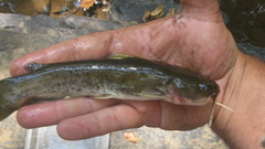 Ameiurus platycephalus