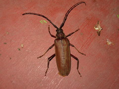 Hamaticherus bellator