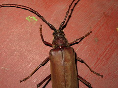 Hamaticherus bellator