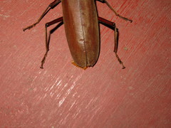 Hamaticherus bellator