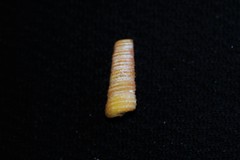 Seila crocea