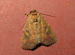 Condicini