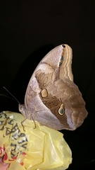 Eryphanis automedon