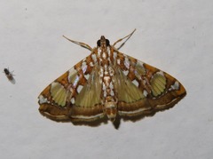Glyphodes sibillalis