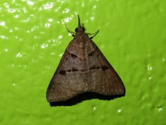 Hypena variabilis