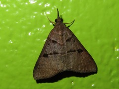 Hypena variabilis