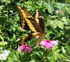 Heraclides thoas brasiliensis