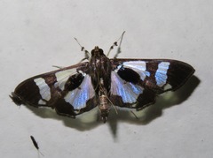 Desmia bajulalis