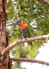 Trichoglossus moluccanus