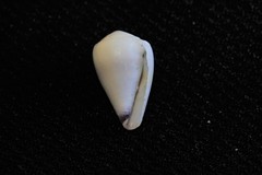 Conus sponsalis