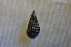 Cerithium coralium