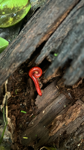 Pure Red Millipede