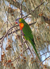 Trichoglossus moluccanus