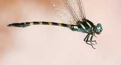 Macrogomphus albardae