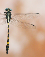 Macrogomphus albardae