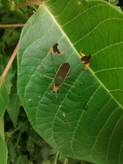 Anisoscelis marginellus