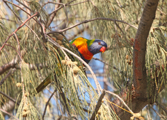Trichoglossus moluccanus