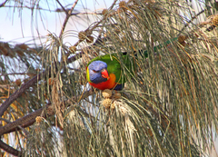Trichoglossus moluccanus