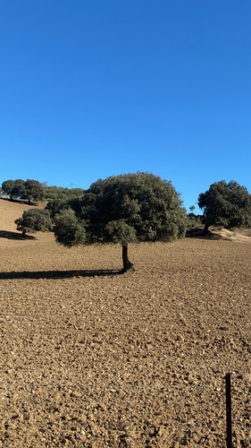 Avistamiento Encina (Dehesa Los Pedroches)