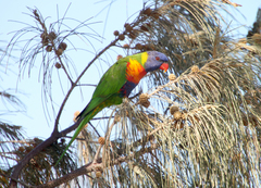 Trichoglossus moluccanus