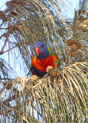 Trichoglossus moluccanus