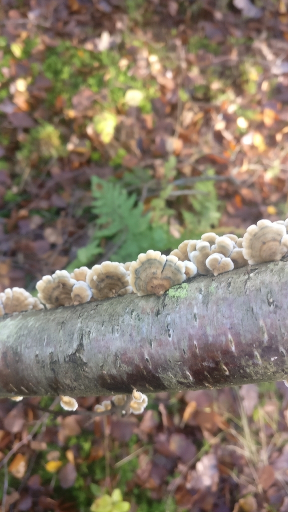 Plicatura crispa · November 2025 · photo: © mark9999 (iNaturalist, cc-by)