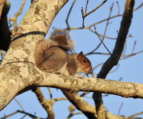 Eastern Gray Squirrel