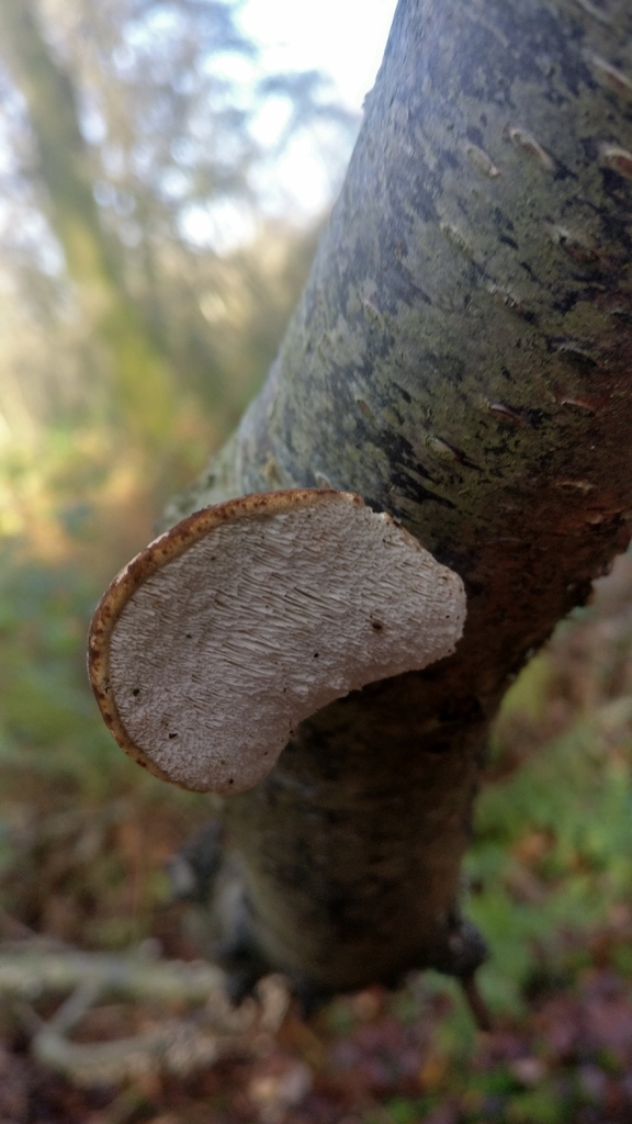 Fomitopsis betulina · November 2025 · photo: © mark9999 (iNaturalist, cc-by)
