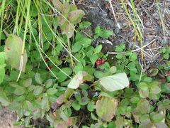 Gaultheria humifusa